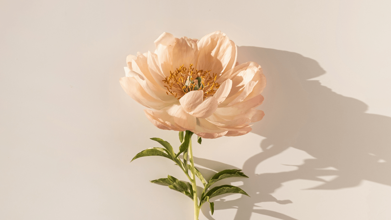 Platforma artykuly 44